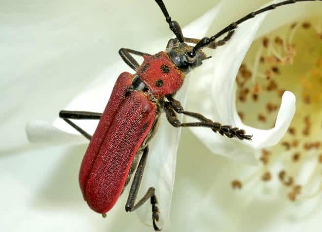 昆虫図鑑・ベニカミキリ